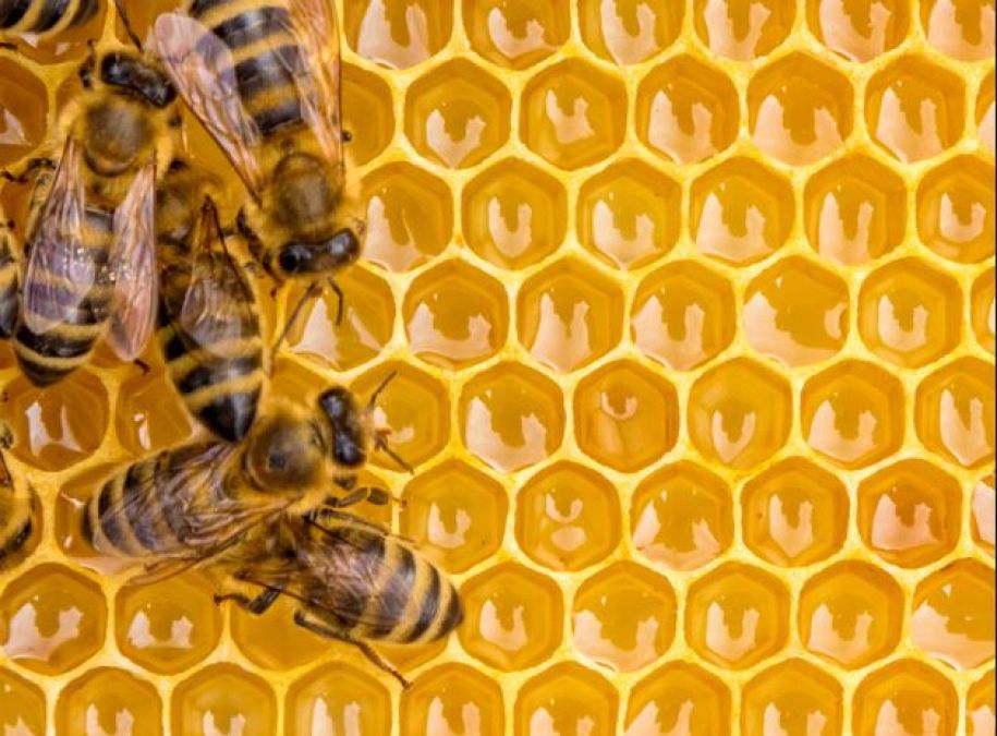 सिर्फ 45 दिन तक ही जी पाती है मधुमक्खियां, जानें तथ्य