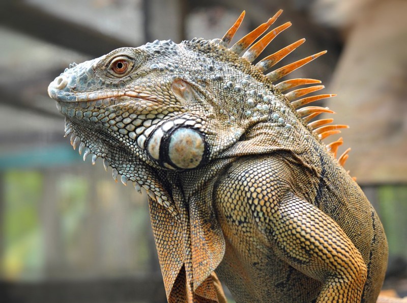 Iguana loves bananas, video going viral