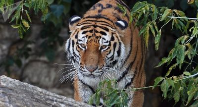 Video : खाना देने आई महिला पर बाघ का हुआ वार