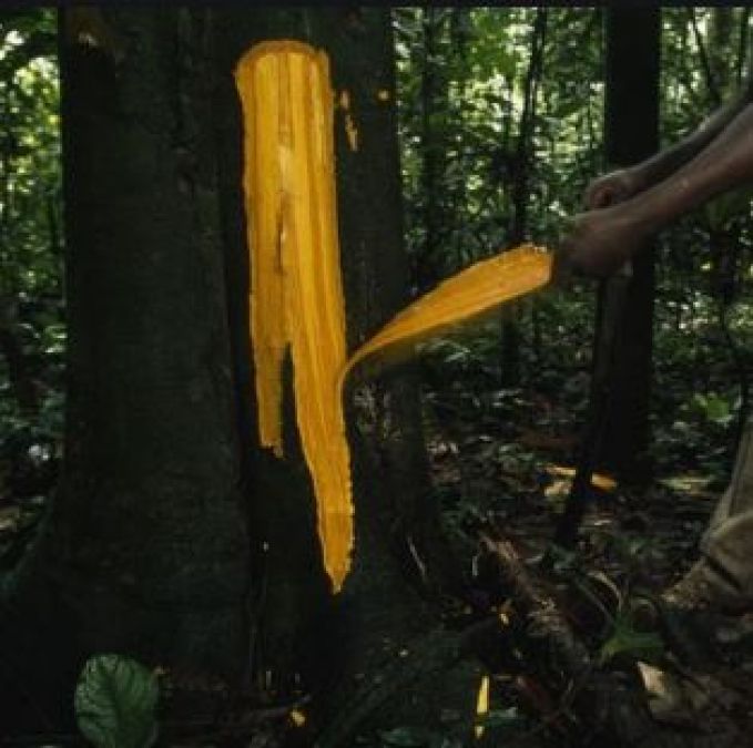 Magical tree found in world's most dangerous forest