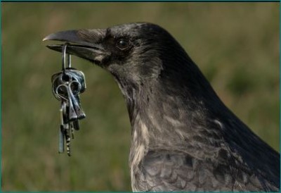 'Corona' is the name of this crow species, learn about it