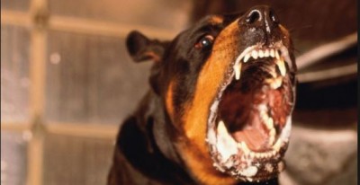दुनिया के सबसे खतरनाक कुत्ते ने मासूम पर किया अटैक, लगे 200 टांके