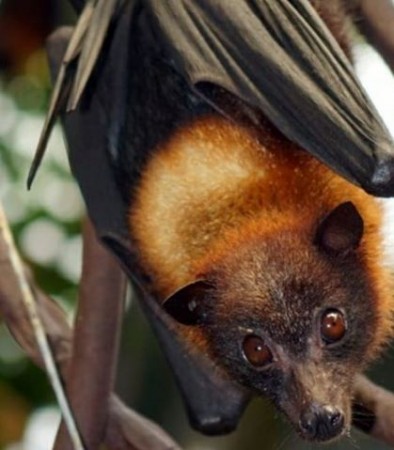 Philippines have human-sized bats, see pictures