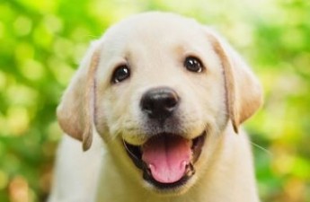 छह माह के कुत्ते ने निगले लाखों कीमत के हिरे, ऑपरेशन में हुआ रोंगटे खड़े कर देने वाला खुलासा
