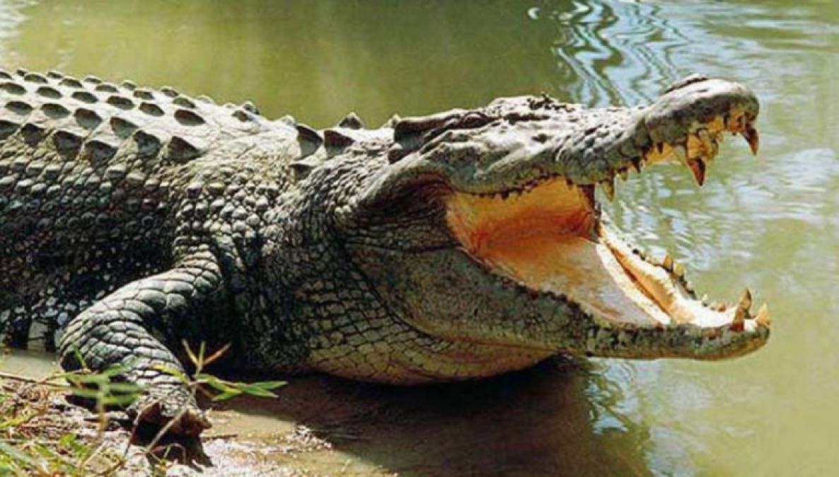 Amazing Facts: Do you know there are 23 species of crocodiles in the world? Learn other facts