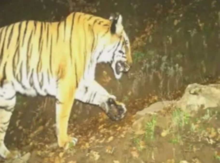 Tiger gets spotted the first time in the hills of Kedarnath,