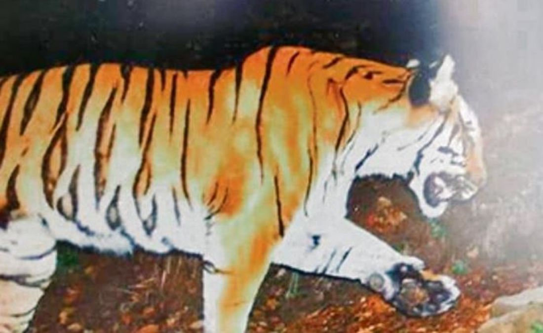 Tiger gets spotted the first time in the hills of Kedarnath,
