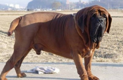 आखिर क्यों करोड़ों में सेल किया गया ये कुत्ता