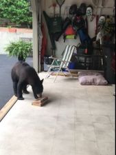 Video : जब भालू ने की चोरी