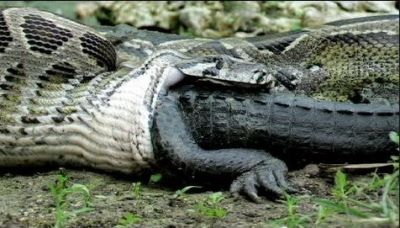 Massive Python Swallows Entire Aligator in Terrifying Swamp Photos