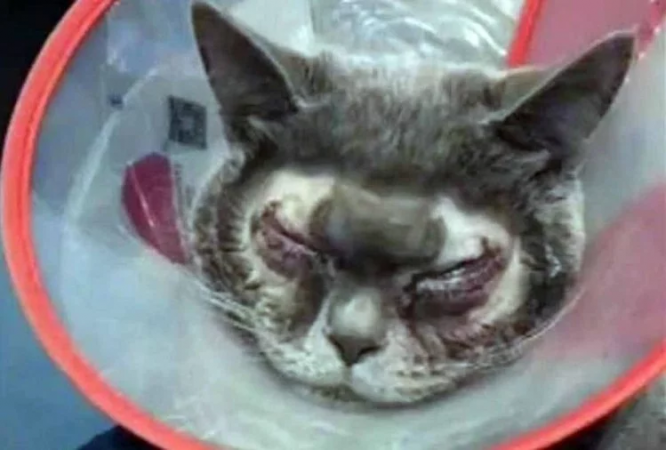 महिला ने अपनी बिल्ली की करवा दी प्लास्टिक सर्जरी, लोग दे रहे खूब गालियां