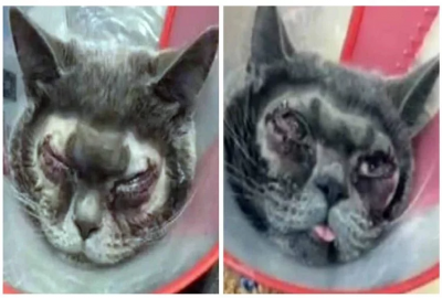 महिला ने अपनी बिल्ली की करवा दी प्लास्टिक सर्जरी, लोग दे रहे खूब गालियां