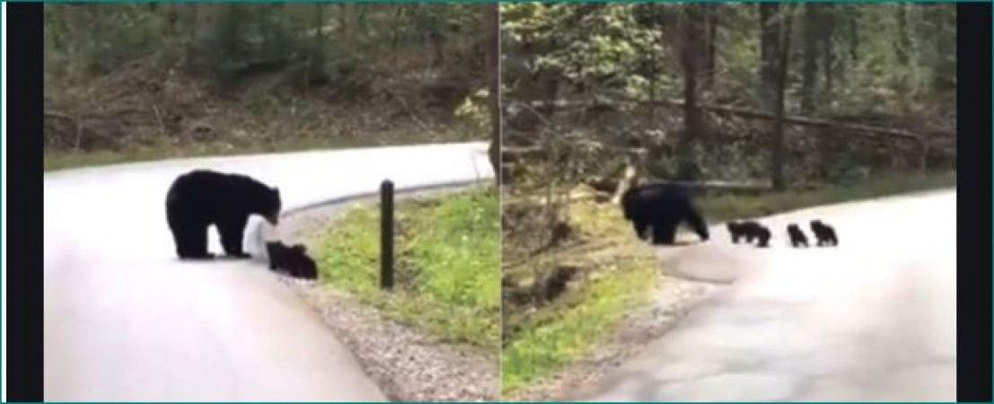 Mama Bear teaching baby bears to cross the road