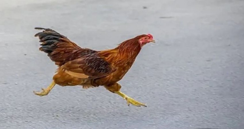 Video: An angry chicken ran and slammed the girl on the ground, the whole matter will be surprised