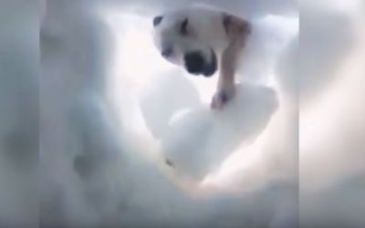 बर्फ में दबे इंसान को कुत्ते ने इस तरह बचाया, लाखों बार देखा जा चुका वीडियो