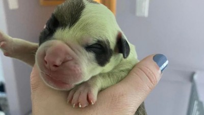 Have you seen a green dog? Female Dog Gives Birth to A Very Rare Puppy