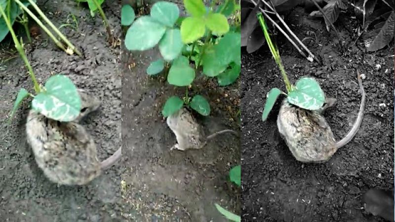 Video : ज़िंदा चूहे पर ऊगा सोयाबीन का पौधा
