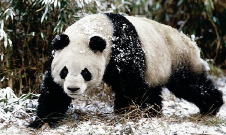 वैज्ञानिकों ने बताया क्यों होते हैं पांडा दो रंगों के ही