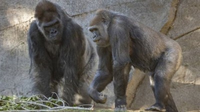 इंसानों के बाद यहां बंदरों को लगा कोरोना का टीका, जानवरों में भी पाया गया संक्रमण