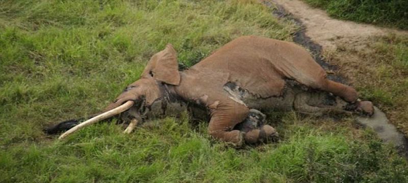 बहुमूल्य दांतों के लालच में शिकारी कर रहे है लुप्त जाति के हाथी का शिकार