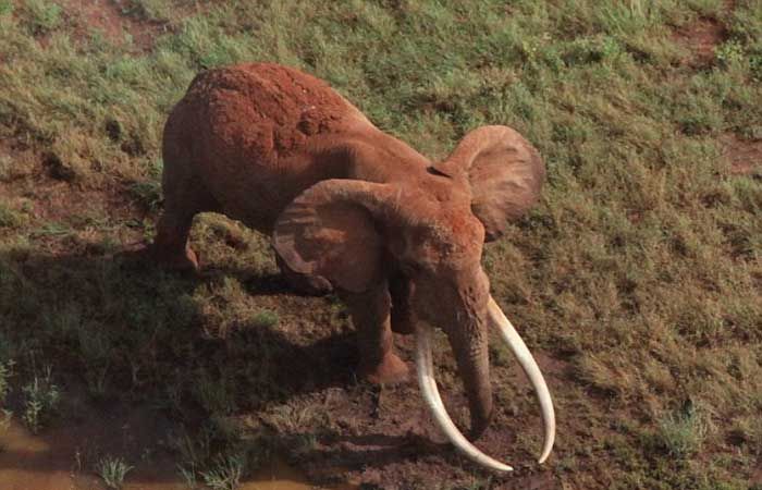 बहुमूल्य दांतों के लालच में शिकारी कर रहे है लुप्त जाति के हाथी का शिकार