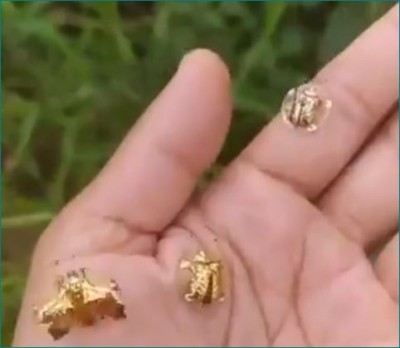Watch: Golden Turtle video went viral on social media