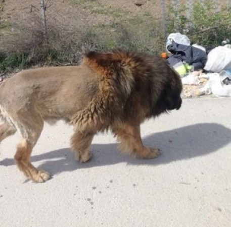After seeing this dog people assume it as lion, Know why?