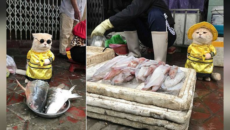 वियतनाम की सड़कों पर सामान बेचती है ये बिल्ली