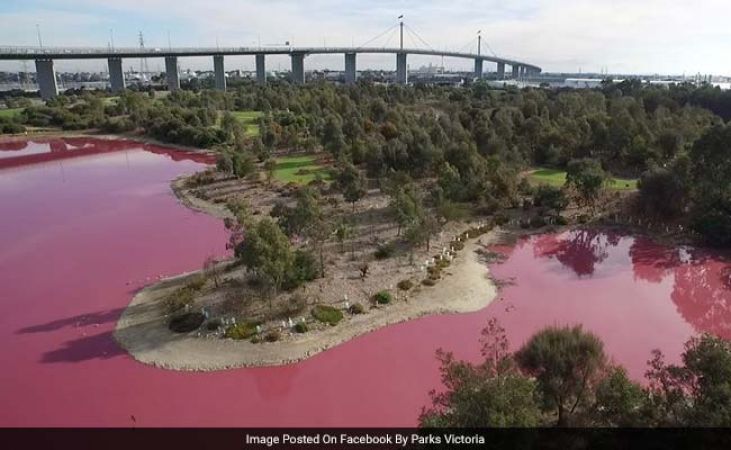 देखते ही देखते ऑस्ट्रेलिया की झील बदल गयी गुलाबी रंग में