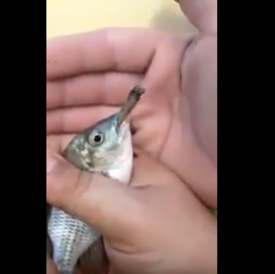 Video : इंसान ही नहीं, मछलियां भी पीती हैं सिगरेट