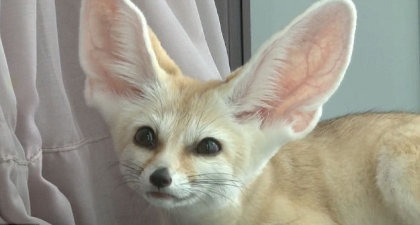 ये क्यूट Baby Fox बन गया है इंस्टाग्राम का स्टार