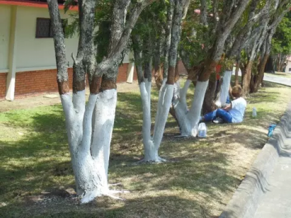आखिर क्यों पेड़ों पर सफेद रंग किया जाता है? आप भी जानिए वजह