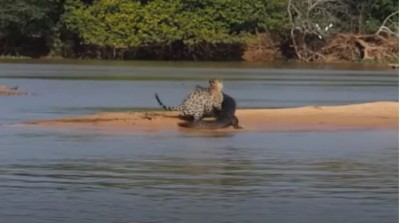पानी में तेंदुए ने किया 'खूंखार दैत्य' का शिकार, वायरल हुआ VIDEO