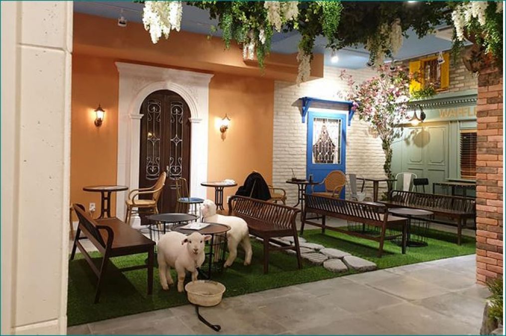 In this special café, sheep seen walking and playing