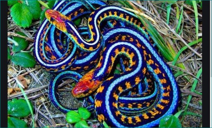 5 most beautiful and dangerous snakes in the world