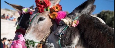 On the day of Holi, the son-in-law sits on a donkey, roams the whole village