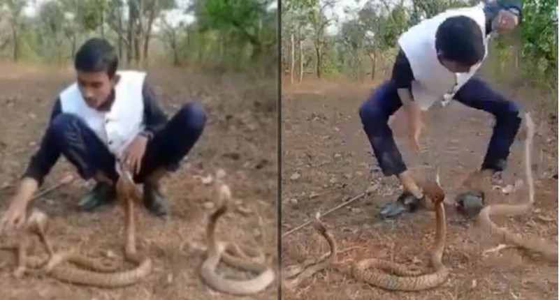 VIDEO: Young man playing with 3 cobra snakes, one bite his feet