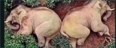 Two elephants drank 30 kg of wine, picture going viral