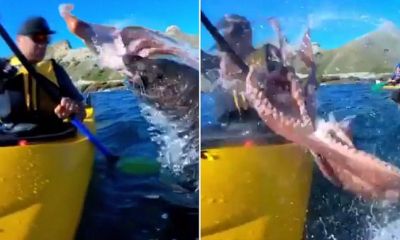 नाव चलाते शख्स को मछली ने मार दिया जोरदार थप्पड़, देखें वीडियो