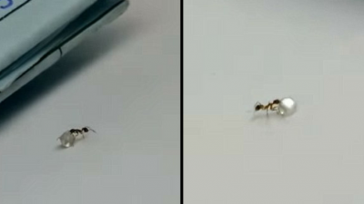 Video : हीरा चुराकर ये चींटी बनी सबसे अमीर
