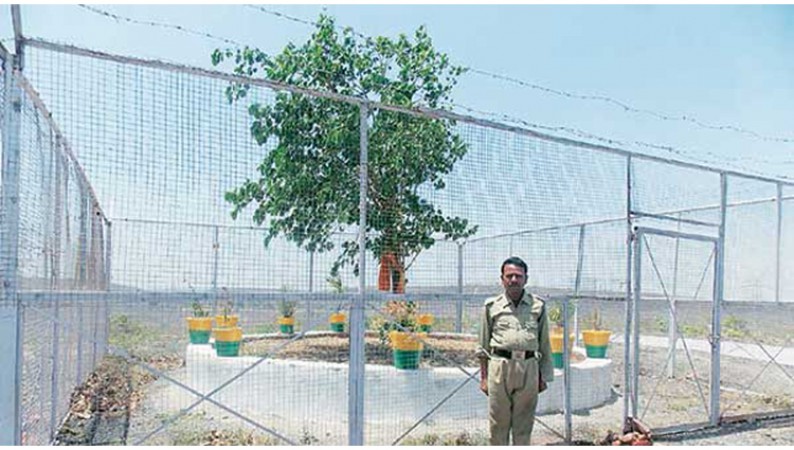Madhya Pradesh Police takes care of this tree, spends about 15 lakh rupees per year
