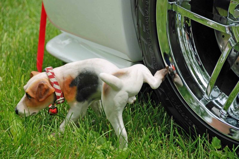 गाड़ी के टायर पर ही पेशाब क्यों करते है कुत्ते?