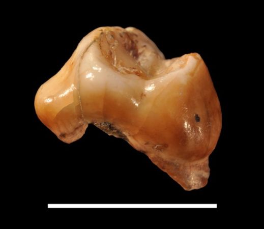 यहां मिला साढ़े पांच लाख वर्ष पुराना एक दांत, ऐसे होते थे उस समय के लोग
