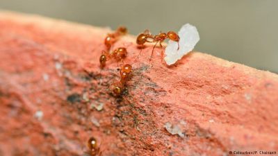 छोटी सी चींटी के बारे में ये तथ्य हैरान कर देंगे