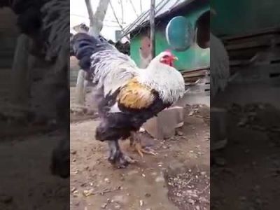 Video : सबको हैरान कर रहा है ये मुर्गी का बच्चा