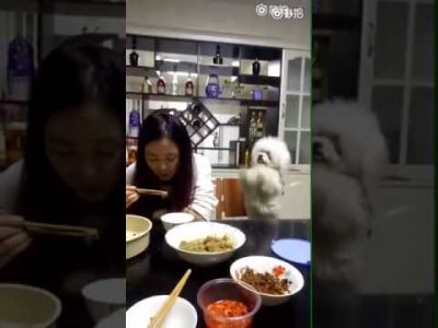 Video : भूखी लड़की Puppy को कर रही है इग्नोर, देख हंस देंगे आप भी