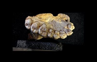 यहां मिला साढ़े पांच लाख वर्ष पुराना एक दांत, ऐसे होते थे उस समय के लोग