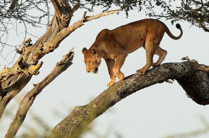 रिहायशी इलाके में पेड़ पर आराम से बैठा था ये शेर