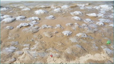 Hundreds of jellyfish mysteriously died at Pakistan's beach