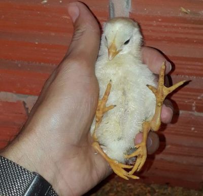 Video : ब्राज़ील में जन्मी अनोखी मुर्गी, जिसके दो नही चार पैर हैं